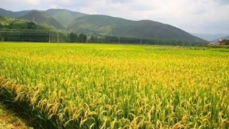 开箱肇庆广宁“隐藏款”好物，让你重新认识竹乡！