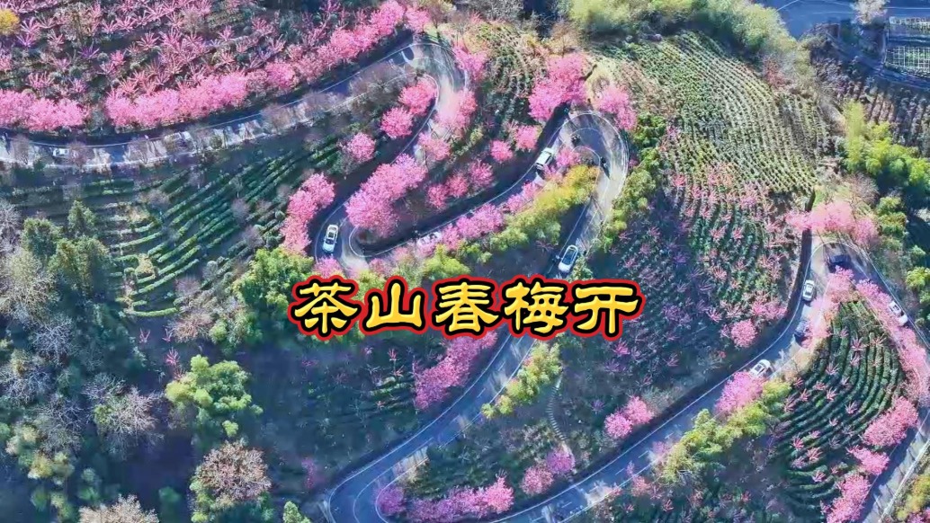 陕西平利:春光灿烂,长安洪福茶山春梅盛开