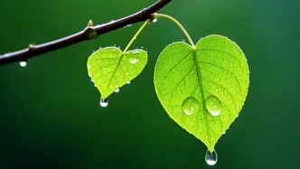 嶧州印象｜《雨水時(shí)》鑒賞