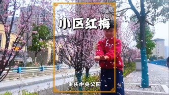 重庆赏花地图：小区的梅花悄然绽放，花瓣纷纷扬扬，清浅梅香扑鼻