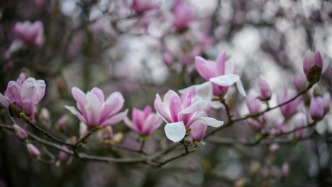重庆赏花地图：中央公园的玉兰花已悄然绽放，地铁直达，免费观赏