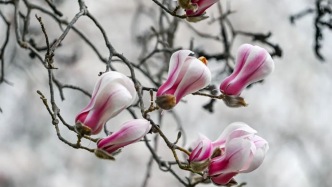 抢先绽放！济南第一波玉兰花开了！