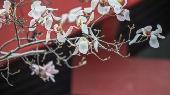 抢先绽放！济南第一波玉兰花开了！