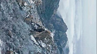 瑞雪迎春！嶗山迎馬年第一場(chǎng)雪！