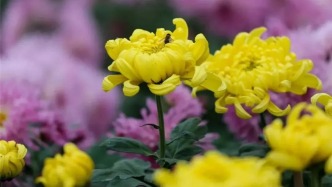 節(jié)后家里的年花年桔怎么處理？肇慶65個(gè)點(diǎn)位可回收→