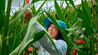 玉米“强芯”记 寒假正是育种农忙时
