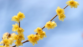 亦城春信已至！博大公園邂逅 “梅” 好的春天