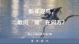 Happy扭夜 | 新年观鸟，敢问“鹭”在何方？