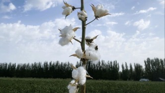 开春添“芯”意！溢达长绒棉新品种从新疆“赋能”高明智造