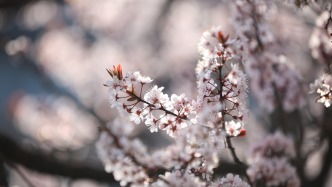 街头巷尾忽如雪：观山湖，被樱花悄悄写成了诗