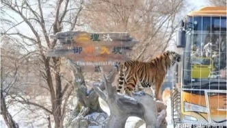 東北虎輕斷食背后：三百只老虎的“集體宿舍”與生態(tài)困局