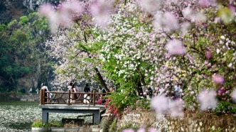 七星巖宮粉紫荊，迎來最美花期！錯(cuò)過等一年！