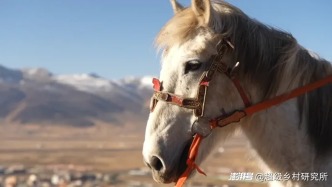 在海拔4000米的川西草原策马奔腾,体验理塘藏马