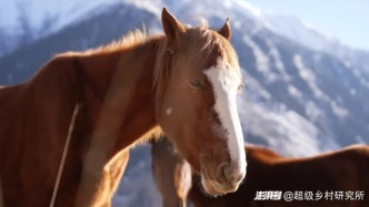 新疆昭苏上演万马奔腾，天马踏雪迎新年，送你一整年马到成功