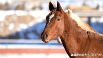 甘肃青海交界的这片草原，为何能育出军马界的“六边形战士”？