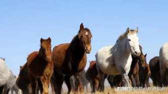 中国三大名马之一河曲马的诞生地，海拔3400米的湿地太美了