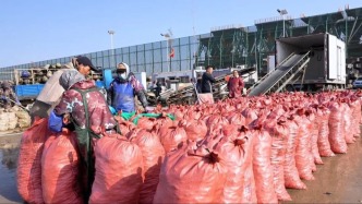 尋找最美春天|又肥又嫩！“日照開春第一鮮”迎來豐收季！