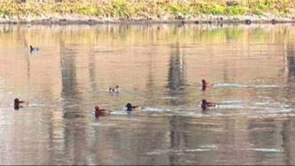 凉水河经开区段成为候鸟“冬季补给站”