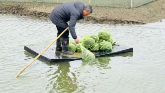 南京溧水：放蟹苗啦！