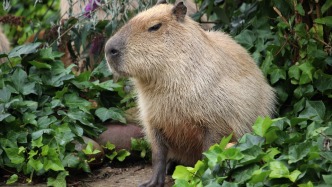 我在爱里发疯，而你必须情绪稳定