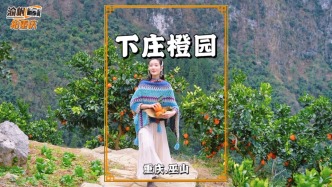 重庆有个天坑中的世外桃源，路通后种起千亩橙园，年产超50万斤，成村里致富果