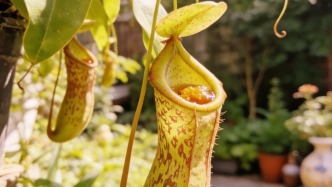 早安广州｜开工大吉，百事兴旺