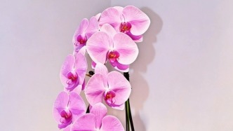 早安广州｜蝶舞呈祥，静守安康