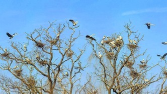 苍鹭归来筑新巢 麋鹿苑再显生态本色