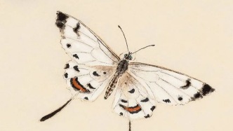 新作丨李亞 · 李亞的蟲，有生意