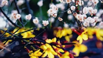 日照，開！花！啦！