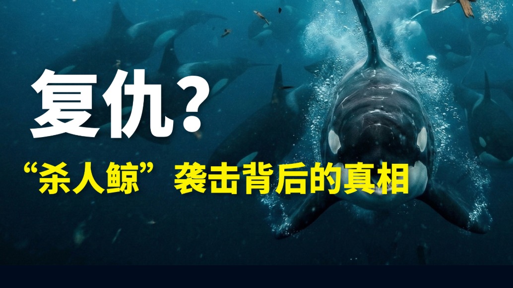虎鯨，我們錯怪你了?。镎{查局03