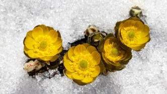 春雷一响，吉林万物生长