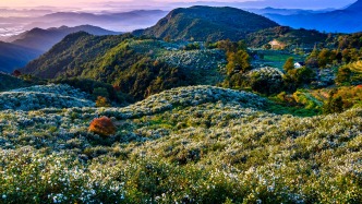 两会特别报道||以“有效市场+有为政府”推进现代林业发展 ——浙江省深化集体林改助力山区林区共富