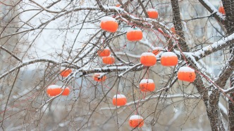 春雪潤亦莊，遇見不一樣的博大公園