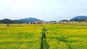 撂荒地变身“聚宝盆”！肇庆广宁3.5万亩“碎田”换新颜→