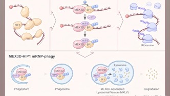 生命蓝图“精准激活”揭秘：科学家发现精子成熟关键机制，为理解男性不育提供新视角