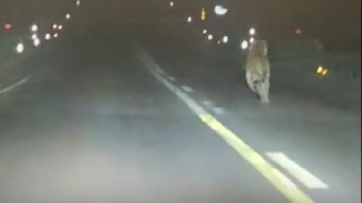 网友驾车偶遇野生东北虎！