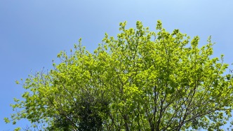 6-8日广东天晴昼夜温差大，抓紧晾晒