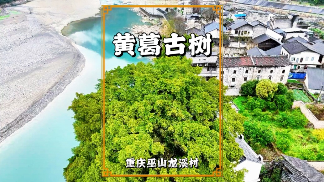 巫山龙溪有棵黄葛古树，需数人合抱，巨冠如华盖，守护古村数百年