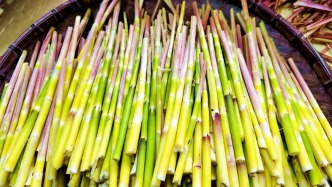  已上市！接下来的肇庆 ，太鲜了！