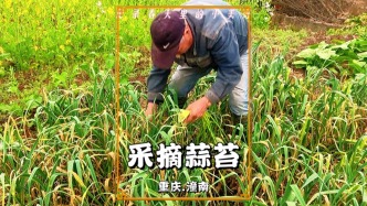 又到了吃蒜苔的季节，看过乡村老人采蒜苔，方知卖得贵是有原因的