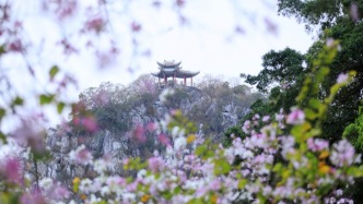 “肇慶這波挺用心的”！最近，有網(wǎng)友大贊肇慶！