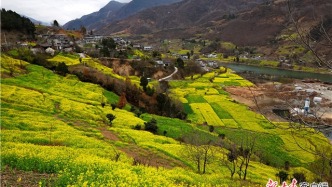 陇南文县：以花为“媒”，催热乡村观光游