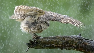 34萬人熱衷“孤獨(dú)社交”，甘愿為了一只鳥走進(jìn)雨中