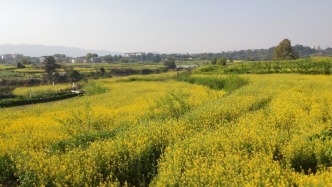 重庆：西彭镇新民村600亩油菜花迎来盛花期，遍地金黄惹人醉