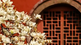 玉兰花开，一树尽是齐鲁春！