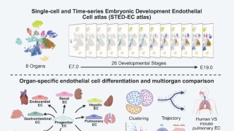 早安广州｜器官血管“方言”形成之谜