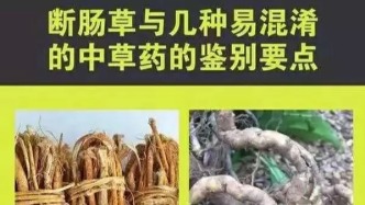 不足3克即可中毒！春天踏青千万别乱摘乱吃！