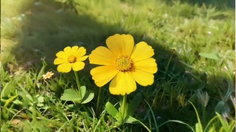 全國政協(xié)委員、北京市第二中學(xué)藝體中心主任孟艷：希望美育滋養(yǎng)每名青少年