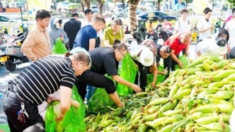 东方玉米出现滞销 三亚商会、企业爱心认购